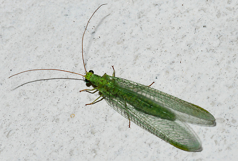 Chrysopa formosa